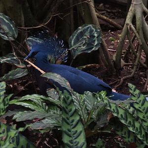 Victoria crowned pigeon (Goura victoria) collecting nesting material (Sep 2nd, 2018)