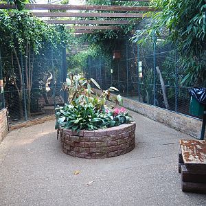 Fourth section of the tropical hall - Aviary room (Sep 2nd, 2018)