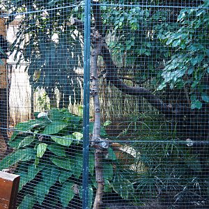 Aviary silvery-cheeked hornbill (Sep 2nd, 2018)