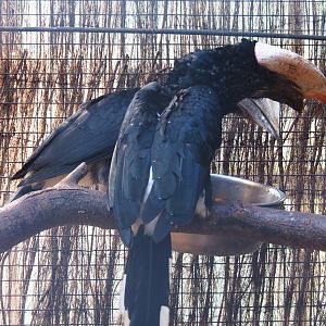 Silvery-cheeked hornbills (Bycanistes brevis), Sep 2nd, 2018