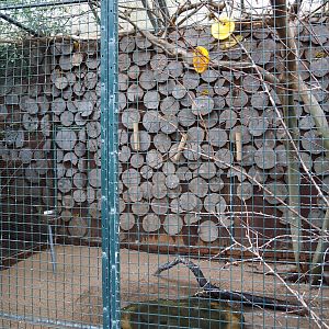 Aviary village weavers (Sep 2nd, 2018)