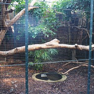 Aviary great hornbill (Sep 2nd, 2018)