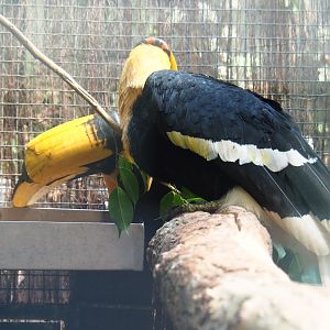 Great hornbills (Buceros bicornis), Sep 2nd, 2018