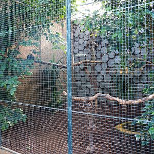 Aviary Southern Sulawesi tarictic hornbill (Sep 2nd, 2018)