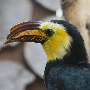 Southern Sulawesi tarictic hornbill (Rhabdotorrhinus exarhatus sanfordi), Sep 2nd, 2018