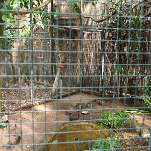 Aviary Spangled cotinga - Sunbittern - Cinnamon ground dove (Sep 2nd, 2018)