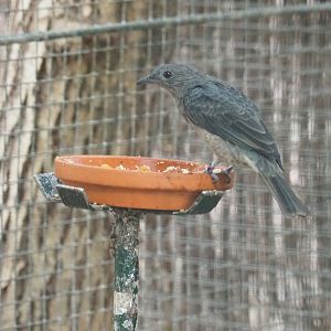 Female spangled cotinga (Cotinga cayana), Sep 2nd, 2018