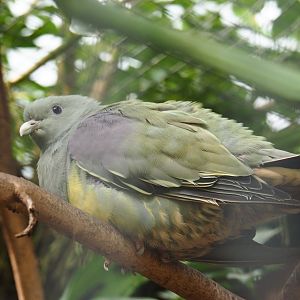 Bruce's green pigeon (Treron waalia), Sep 2nd, 2018
