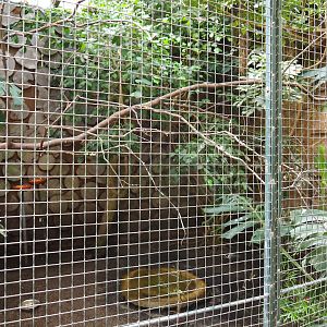 Aviary Bruce's green pigeon - Egyptian plover (Sep 2nd, 2018)