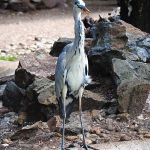 Grey heron (Ardea cinerea) in the penguin exhibit (Sep 2nd, 2018)