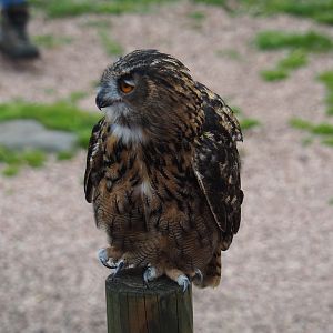 Flight show Eurasian eagle-owl (Bubo bubo bubo), Sep 2nd, 2018