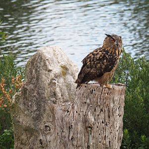 Flight show Eurasian eagle-owl (Bubo bubo bubo), Sep 2nd, 2018