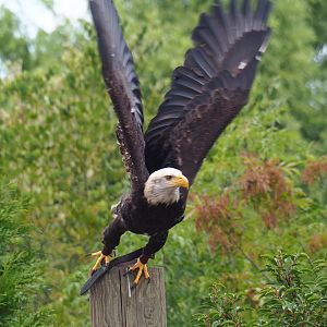 Flight show Bald eagle (Haliaeetus leucocephalus), Sep 2nd, 2018