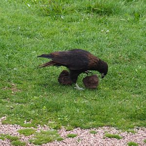 Flight show Juvenile striated caracara (Phalcoboenus australis) searching food under rocks (Sep 2nd, 2018)
