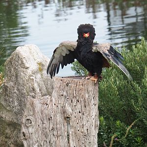 Flight show Bateleur (Terathopius ecaudatus), Sep 2nd, 2018