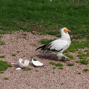 Flight show Egyptian vulture (Neophron percnopterus) with fake ostrich egg (Sep 2nd, 2018)