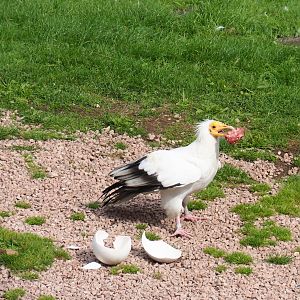 Flight show Egyptian vulture (Neophron percnopterus) with fake ostrich egg and reward (Sep 2nd, 2018)