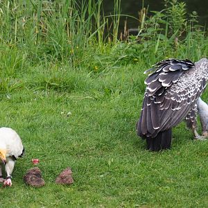 Flight show Egyptian vulture (Neophron percnopterus) and Rüppell's vulture (Gyps rueppelli rueppelli) eating cow skull (Sep 2nd, 2018)