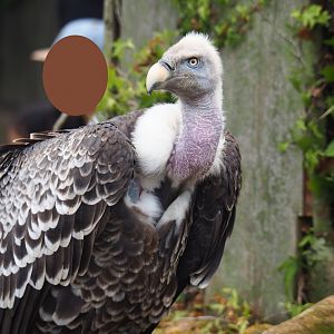 Flight show Rüppell's vulture (Gyps rueppelli rueppelli), Sep 2nd, 2018