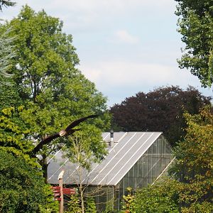 Flight show common black kite (Milvus migrans migrans) flying (Sep 2nd, 2018)