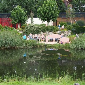 Flight show common black kite (Milvus migrans migrans) catching food in flight (Sep 2nd, 2018)