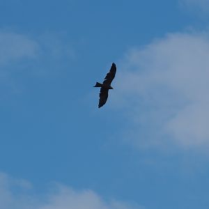 Flight show Common black kite (Milvus migrans migrans) flying (Sep 2nd, 2018)