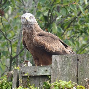 Flight show Common black kite (Milvus migrans migrans), Sep 2nd, 2018