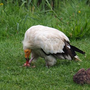 Flight show Egyptian vulture (Neophron percnopterus) eating cow skull (Sep 2nd, 2018)