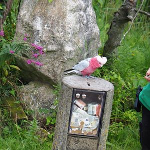 Flight show Galah (Eolophus roseicapilla) Pecunia (Sep 2nd, 2018)