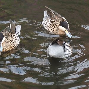 Nuboso - Versicolor or silver teals (Spatula versicolor), Sep 2nd, 2018
