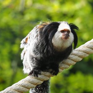 Nuboso - Geoffroy's marmoset (Callithrix geoffroyi), Sep 2nd, 2018