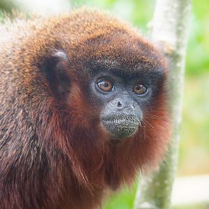 Nuboso - Red titi (Plecturocebus cupreus), Sep 2nd, 2018