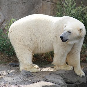 Polar Bear