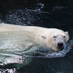 Polar Bear Swimming