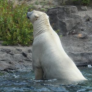 Polar Bear Pre-Shake