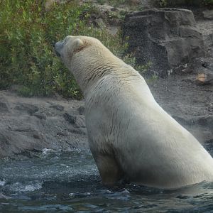 Polar Bear Mid-Shake