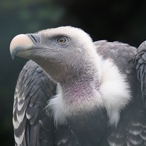 Rüppell's vulture (Gyps rueppelli rueppelli), Sep 2nd, 2018