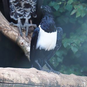 Pied crow (Corvus albus), Sep 2nd, 2018