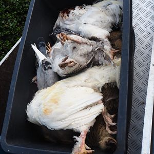 Vulture food for carcass feeding (Sep 2nd, 2018)