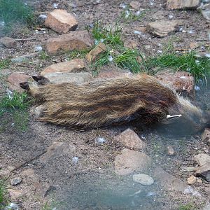 Vulture food ready for carcass feeding (Sep 2nd, 2018)