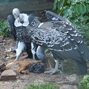 Carcass feeding of vultures  (Sep 2nd, 2018)