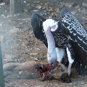 Carcass feeding of vultures (Sep 2nd, 2018)