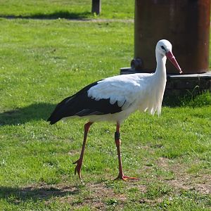 White stork (Ciconia ciconia), Sep 2nd, 2018