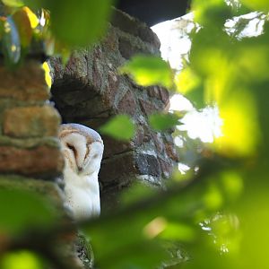 Barn owl (Tyto alba), Sep 2nd, 2018