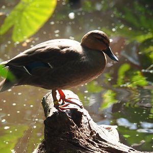 Philippine duck (Anas luzonica), Sep 2nd, 2018