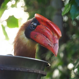 Luzon rufous hornbill (Buceros hydrocorax hydrocorax), Sep 2nd, 2018