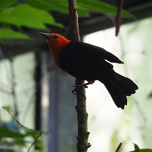 Scarlet-headed blackbird (Amblyramphus holosericeus), Sep 2nd, 2018