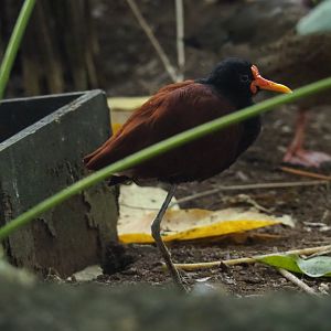 Wattled jacana (Jacana jacana), Sep 2nd, 2018