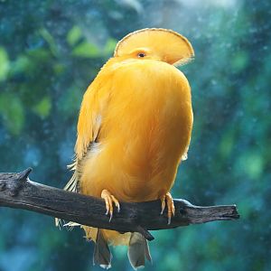 Guianan cock-of-the-rock (Rupicola rupicola), Sep 2nd, 2018