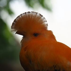 Guianan cock-of-the-rock (Rupicola rupicola), Sep 2nd, 2018